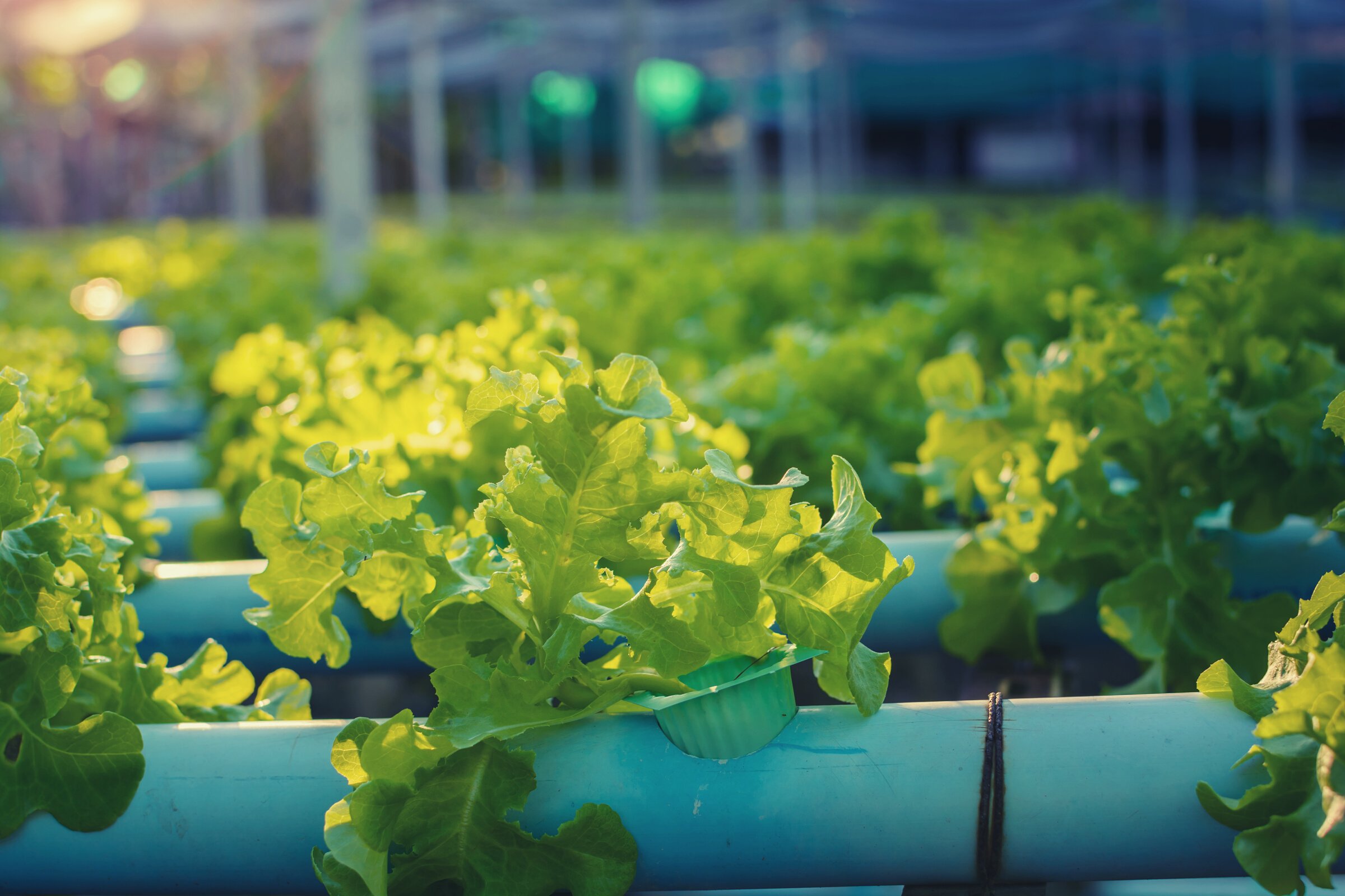 hydroponic farm