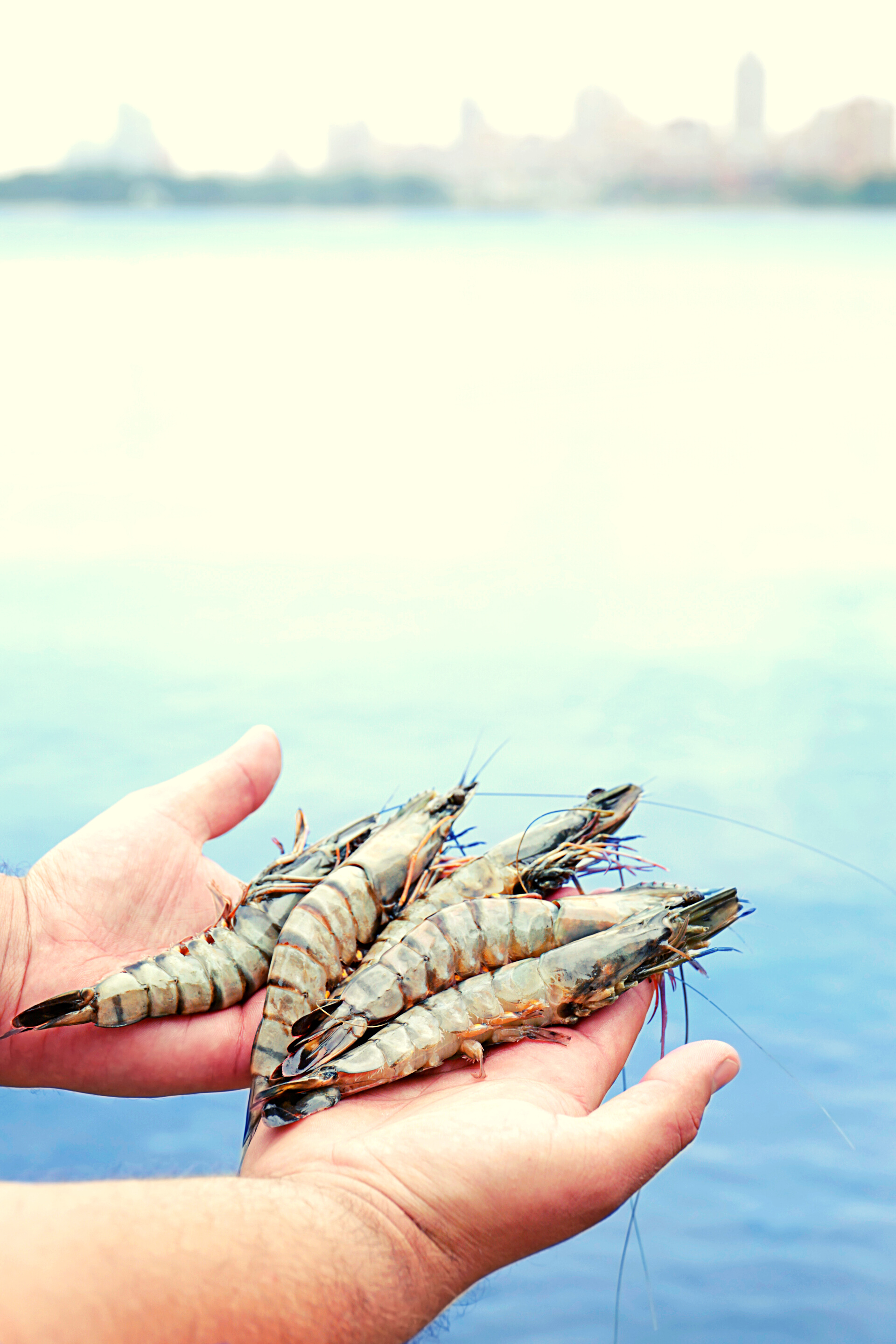 Fresh Shrimps on Hands